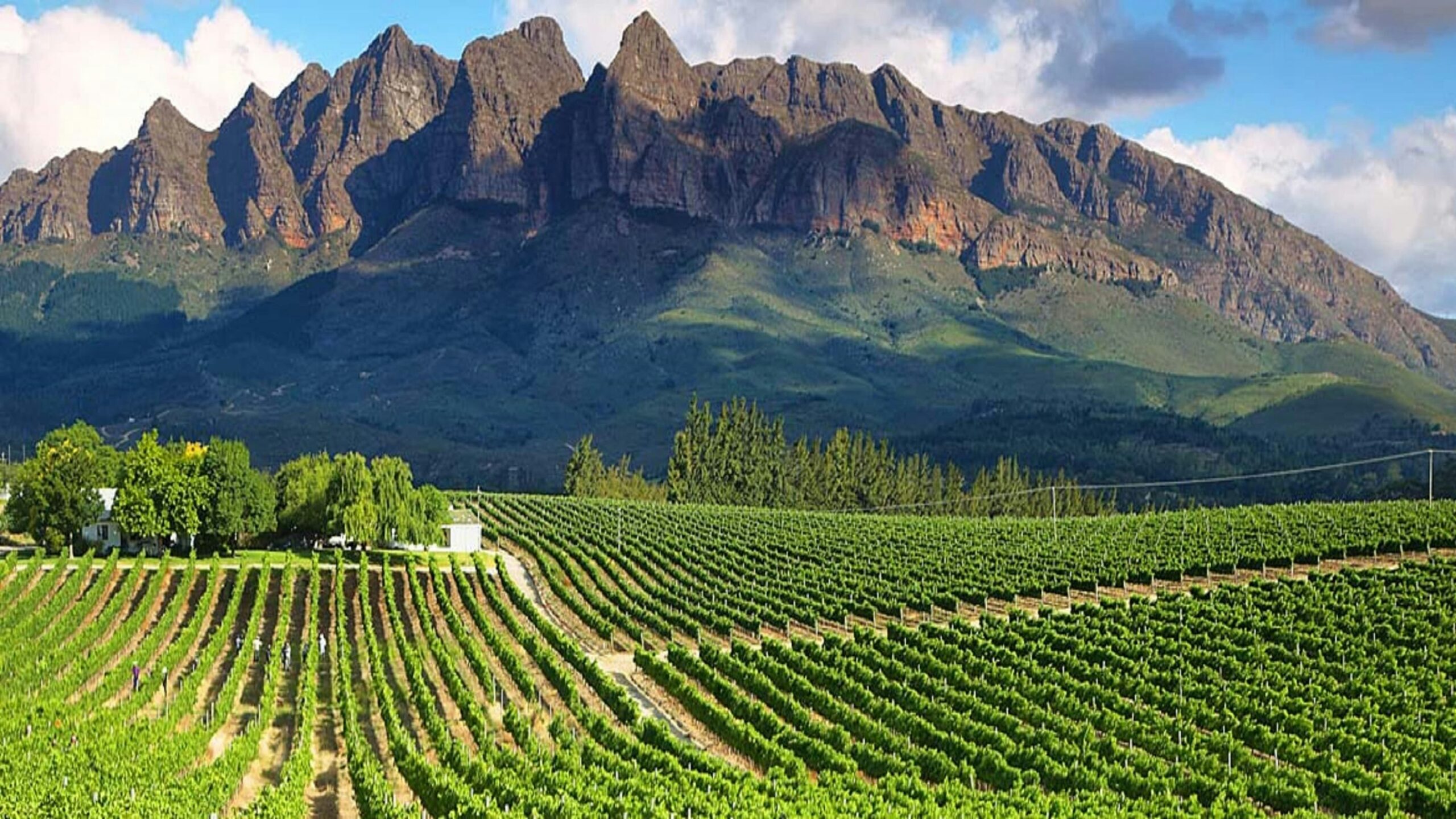 blog banner 1170x493 winelands 1